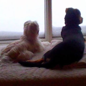 Meet your Posher, Dame